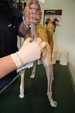 WHIPPET - GLANDES ANALES 023